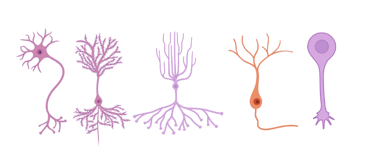 Neurodegeneration Cell By Cell